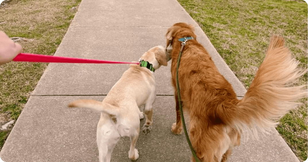 Dog Walking